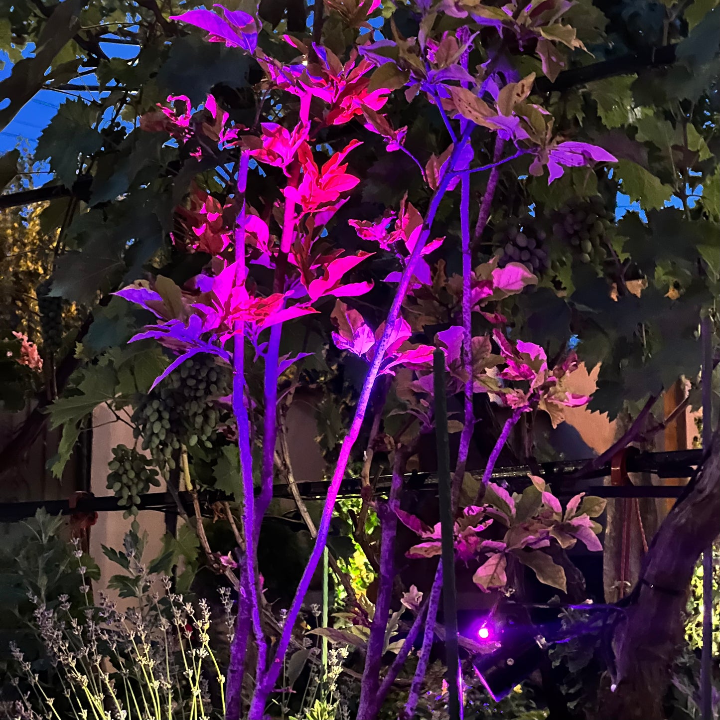 Set 2 proiectoare solare RGB Paraiso